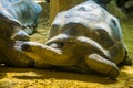 Aldabra giant tortoise closeup portrait, Worlds largest land dwelling turtle specie, Vulnerable animal species from madagascar Royalty Free Stock Photo