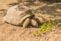 Aldabra giant tortoise crawling around