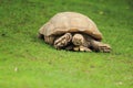 Aldabra giant tortoise Royalty Free Stock Photo