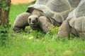 Aldabra giant tortoise Royalty Free Stock Photo