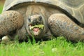 Aldabra giant tortoise Royalty Free Stock Photo