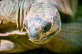 Aldabra giant tortoise Dipsochelys dussumieri closeup Royalty Free Stock Photo
