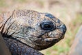 Aldabra giant tortoise Dipsochelys dussumieri closeup Royalty Free Stock Photo