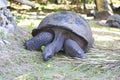 Aldabra giant tortoise eats grass Royalty Free Stock Photo