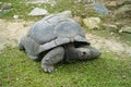 Aldabra giant tortoise enjoy the sun