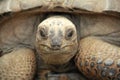 Aldabra giant tortoise Royalty Free Stock Photo