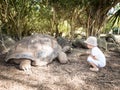 Aldabra giant tortoise feeding Royalty Free Stock Photo