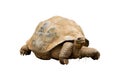 An Aldabra Giant Tortoise (Geochelone gigantea) Royalty Free Stock Photo