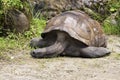 Aldabra Giant Tortoise,Geochelone gigantea