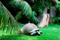 Aldabra giant tortoise, Grande Soeur, Inner Islands, Seychelles