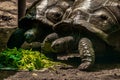 Aldabra giant tortoise Living At The Madras Crocodile Bank Trust and Centre for Herpetology, ECR Chennai, Tamilnadu, South India Royalty Free Stock Photo