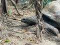 Aldabra giant tortoise, Mauritius. Over 100 years ago, Mauritian Giant Tortoise became extinct and tortoises from Aldabra Island, Royalty Free Stock Photo