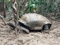 Aldabra giant tortoise, Mauritius. Over 100 years ago, Mauritian Giant Tortoise became extinct and tortoises from Aldabra Island, Royalty Free Stock Photo