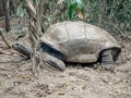 Aldabra giant tortoise, Mauritius. Over 100 years ago, Mauritian Giant Tortoise became extinct and tortoises from Aldabra Island, Royalty Free Stock Photo