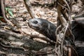 Aldabra giant tortoise, Mauritius. Over 100 years ago, Mauritian Giant Tortoise became extinct and tortoises from Aldabra Island, Royalty Free Stock Photo