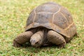 Aldabra giant tortoise, Mauritius. Over 100 years ago, Mauritian Giant Tortoise became extinct and tortoises from Aldabra Island, Royalty Free Stock Photo