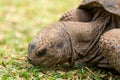 Aldabra giant tortoise, Mauritius. Over 100 years ago, Mauritian Giant Tortoise became extinct and tortoises from Aldabra Island, Royalty Free Stock Photo