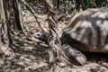 Aldabra giant tortoise, Mauritius. Over 100 years ago, Mauritian Giant Tortoise became extinct and tortoises from Aldabra Island, Royalty Free Stock Photo