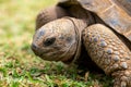 Aldabra giant tortoise, Mauritius. Over 100 years ago, Mauritian Giant Tortoise became extinct and tortoises from Aldabra Island, Royalty Free Stock Photo