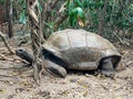 Aldabra giant tortoise. Over 100 years ago, Mauritian Giant Tortoise became extinct and tortoises from Aldabra Island, Royalty Free Stock Photo