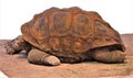 Aldabra Giant Tortoise, Phoenix Zoo, Arizona Center for Nature Conservation, Phoenix, Arizona, United States Royalty Free Stock Photo