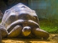 Aldabra giant tortoise portrait, worlds largest turtle specie from madagascar, Vulnerable animal species Royalty Free Stock Photo