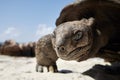 Aldabra giant tortoise on sand beach Royalty Free Stock Photo