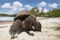 Aldabra giant tortoise on sand beach Royalty Free Stock Photo