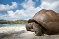 Aldabra giant tortoise on sand beach Royalty Free Stock Photo
