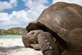 Aldabra giant tortoise on sand beach Royalty Free Stock Photo