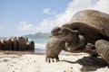 Aldabra giant tortoise on sand beach Royalty Free Stock Photo