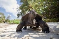 Aldabra giant tortoise on sand beach Royalty Free Stock Photo