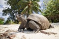 Aldabra giant tortoise on sand beach Royalty Free Stock Photo