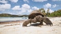 Aldabra giant tortoise on sand beach in Seychelles Royalty Free Stock Photo