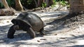 Aldabra giant tortoise , Seychelles
