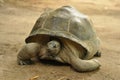 Aldabra giant tortoise Royalty Free Stock Photo