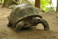 Aldabra giant tortoise Royalty Free Stock Photo