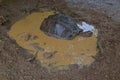 An Aldabra giant tortoise soaking in a puddle of water after a heavy rain