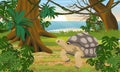 Aldabra giant tortoise in the tropical jungle by the sea. Tall tropical trees, shrubs and vines. Aldabrachelys gigantea. Animal of