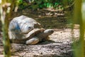 Aldabra giant tortoise turtle Royalty Free Stock Photo