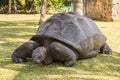 Aldabra giant tortoise, Turtle on the beach