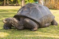 Aldabra giant tortoise, Turtle on the beach