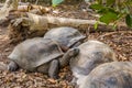 Aldabra giant tortoise, Turtles on the beach