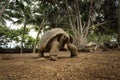 Aldabra giant tortoise, aldabrachelys gigantea Royalty Free Stock Photo