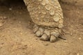 Aldabra giant tortoise, aldabrachelys gigantea Royalty Free Stock Photo