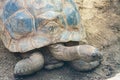 An aldabra giant tortoise walks alone