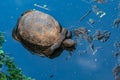 Aldabra giant tortoise in a water pond, Turtle in Zanzibar, Tanzania.