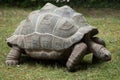 Aldabra giant tortoise (Aldabrachelys gigantea). Royalty Free Stock Photo