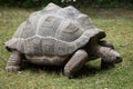 Aldabra giant tortoise (Aldabrachelys gigantea). Royalty Free Stock Photo