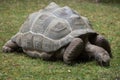 Aldabra giant tortoise (Aldabrachelys gigantea).